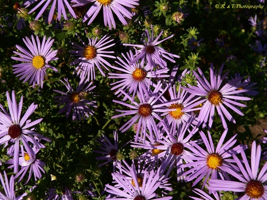 {Symphyotrichum novae-angliae}